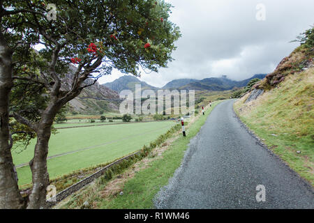 Strada con rowan tree sulla circolare a piedi attraverso il lago Ogwen Valley, il parco nazionale di Snowdonia, national Trust, il Galles del Nord, Regno Unito Foto Stock