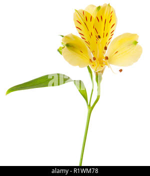 Fiore giallo isolato su sfondo bianco. Alstroemeria Foto Stock