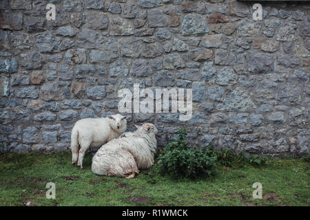 Due pecore huddling dalla pioggia da un muro di pietra nel Parco Nazionale di Snowdonia, Galles del Nord, Regno Unito Foto Stock