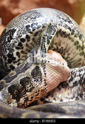 African Rock Python deglutizione pregare Foto Stock