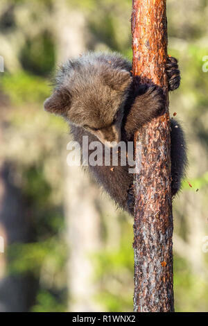 Brown Bear Cub si arrampica su un albero. Habitat naturale. In estate verde foresta. Nome Sceintific: Ursus arctos. Foto Stock