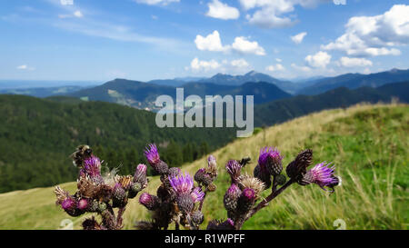 Humlebier su thistle in montagna in una giornata di sole nelle Alpi tedesche Foto Stock