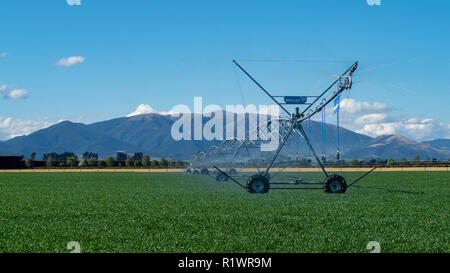 Un perno centrale irrigatore su una farm fornisce acqua a pascoli e colture su aziende agricole a Canterbury, Nuova Zelanda Foto Stock