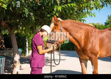 Sorridente giovane femmina medico veterinario ritratto con cavallo marrone all'aperto. Assistenza sanitaria equestre concetto medico. Foto Stock