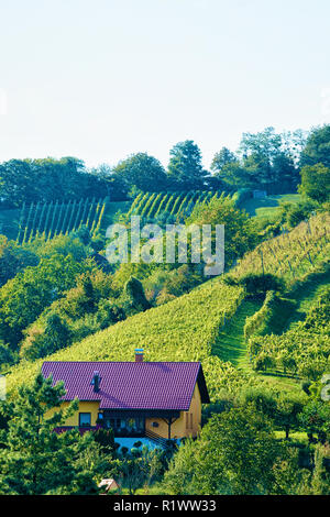 I vigneti in collina e la città di Maribor, abbassare la Stiria, Slovenia Foto Stock