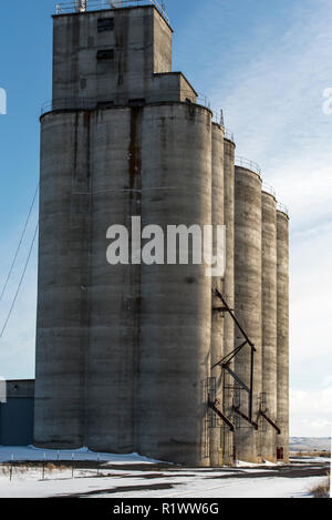 Grigio circolare in calcestruzzo tubi di stoccaggio di un silo di grano e ascensore con scuri giù beccucci in Kent, Oregon, Stati Uniti d'America Foto Stock