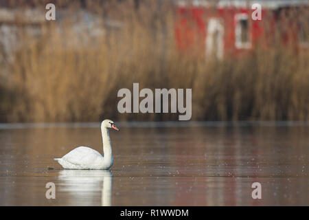 Cigno (Cygnus olor) sul lago ghiacciato bloccato in waterhole, Baden-Wuerttemberg, Germania Foto Stock