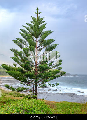 Isola Norfolk Pine (Araucaria heterophylla), Australian pino New South Wales, noto anche come stella di pino, pino polinesiano, albero di Natale vero, Foto Stock