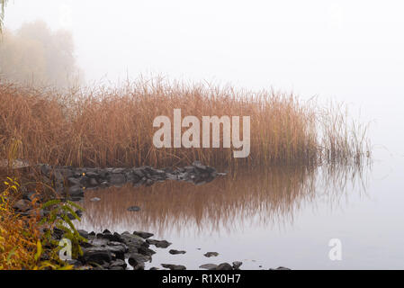 Nebbia autunnale sul fiume Dnieper, presto la mattina, a Kiev in Ucraina. Pettini e alberi uscire dalla nebbia Foto Stock