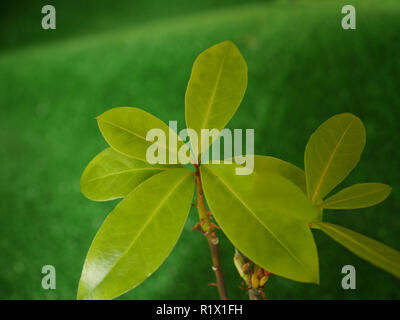 Alloro pianta in vaso sul backrgound verde Foto Stock