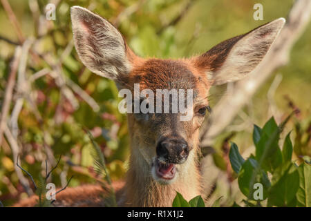 Nero-Tailed Deer Fawn Foto Stock