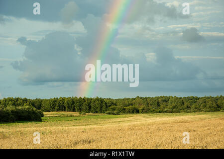 Colorato grande arcobaleno su un cielo nuvoloso, foresta e campo di cereali Foto Stock