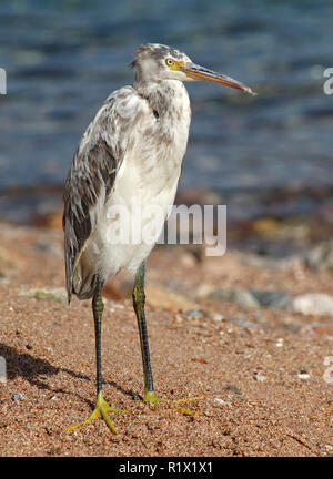 Mangrove Heron sulla barriera corallina sul Mar Rosso in faggio Eilat. Israele Foto Stock