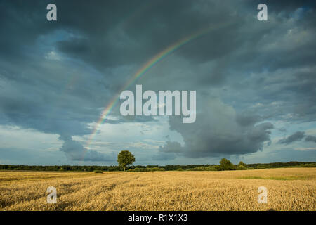 Colorato rainbow grande contro un cielo nuvoloso, albero che cresce nel grano Foto Stock