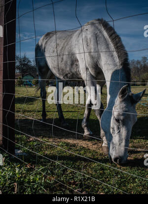 Cavallo Bianco su campo verde shot attraverso la recinzione Foto Stock