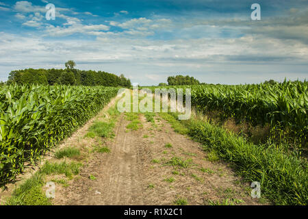 Strada sterrata attraverso campi di mais Foto Stock
