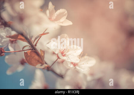 La molla Cherry Blossoms blooming, fiori di colore rosa, giapponese Sakura fiori di stagione, con vuoto lo spazio di copia Foto Stock
