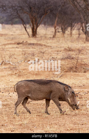 Warthog Namibia - Comune warthog ( Phacochoerus africanus ), il Parco Nazionale di Etosha, Namibia Africa Foto Stock