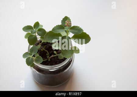 Sedum sieboldii autunno gioia impianto in piccolo vasetto di vetro fioritura con fiori di colore rosa isolato su sfondo bianco Foto Stock