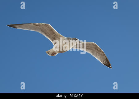 Gabbiano comune (Larus canus) in volo a Worthing Foto Stock