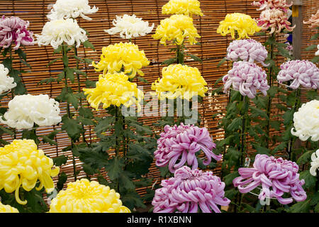 Bellissimi fiori di crisantemi in giardino Foto Stock