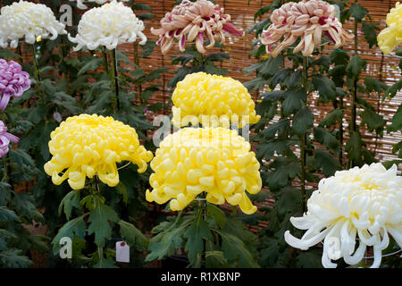 Bellissimi fiori di crisantemi in giardino Foto Stock