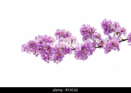 Lagerstroemia floribunda fiore, noto anche come tailandese mirto di crespo e kedah bungor, è una specie di pianta flowering in famiglia Lythraceae. È nat Foto Stock