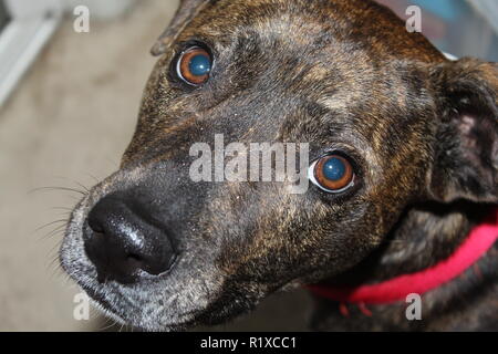 Un cane guarda la telecamera con grandi occhi rotondi Foto Stock