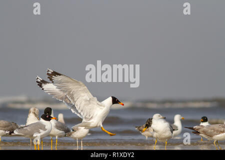 La Congregazione del Gull Pallas con altri uccelli della riva durante la migrazione invernale ad Akshi Beach vicino ad Alibaug, Maharashtra, India Foto Stock