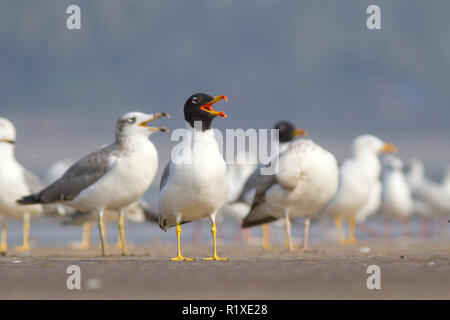 La Congregazione del Gull Pallas con altri uccelli della riva durante la migrazione invernale ad Akshi Beach vicino ad Alibaug, Maharashtra, India Foto Stock