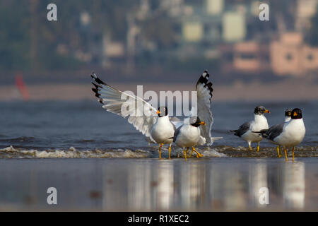 Congregazione del Pallas il gabbiano con altri uccelli costieri durante la migrazione invernale a Akshi spiaggia vicino Alibaug, Maharashtra, India Foto Stock