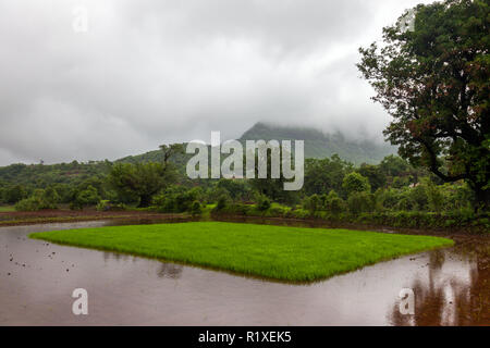 Monsoon paesaggi intorno a Tamhini Ghat e Mulshi Dam in i Ghati occidentali di Pune, Maharashtra, India. Foto Stock
