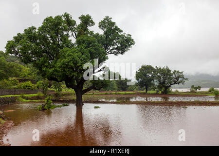 Monsoon paesaggi intorno a Tamhini Ghat e Mulshi Dam in i Ghati occidentali di Pune, Maharashtra, India. Foto Stock