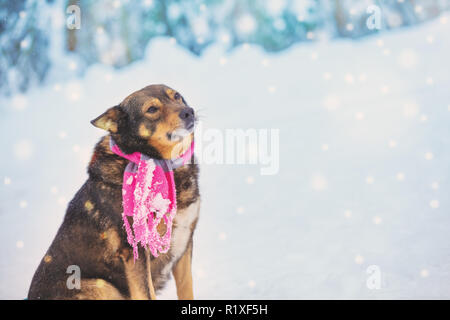 Ritratto di un cane con la sciarpa lavorata a maglia legata intorno al collo Foto Stock