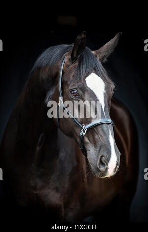 Oldenburg cavallo. Ritratto di castrazione nero visto contro uno sfondo nero. Germania Foto Stock