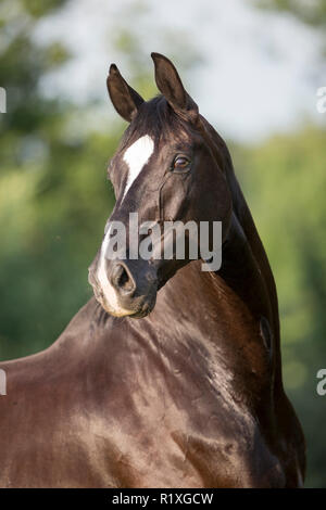 Oldenburg cavallo. Ritratto di castrazione nero su un prato. Germania Foto Stock