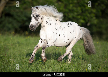 Pony Shetland. Miniatura Appaloosa al galoppo su un prato Foto Stock