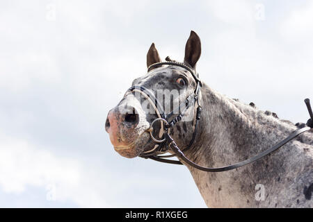 Knabstrup cavallo. Ritratto di leopard-spotted stallone con adesività. Germania Foto Stock