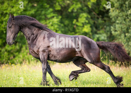 Frisone cavallo. Mare passando da un trotto al galoppo. Germania Foto Stock