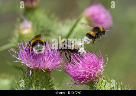 Buff-tailed Bumble Bee (Bombus terrestris). Three individuals foraging on flowers of a Bull Thistle (Cirsium vulgare). Germany Foto Stock