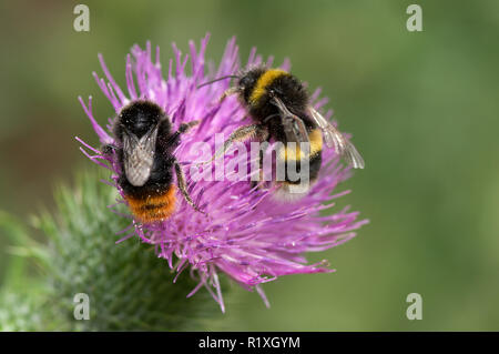 Buff-tailed Bumble Bee (Bombus terrestris) e Red-tailed Bumblebee (Bombus lapidarius) bere il nettare da un fiore di una Bull Thistle (Cirsium vulgare). Germania Foto Stock