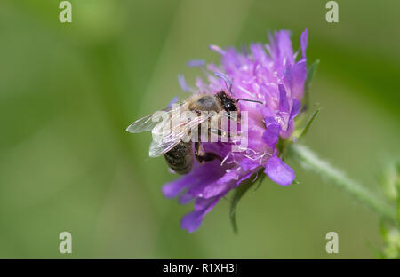 Il miele europeo Bee, Western miele delle api (Apis mellifera, Apis mellifica). Lavoratore Knautia fiore (Knautia sylvatica). Germania Foto Stock