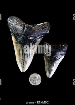 Megalondon preistorici denti di squalo di circa 45 milioni di anni. Foto Stock