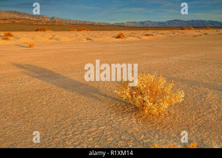 Mesquite dune di sabbia del deserto- holly (Atriplex hymenelytra) arbusto crescente nel fango hardpan piastrelle, Parco Nazionale della Valle della Morte, CALIFORNIA, STATI UNITI D'AMERICA Foto Stock