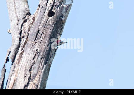 Un picchio Lineated, Dryocopus lineatus, seduto sul ramo con foro di nido, bird in natura habitat, Costa Rica. Foto Stock
