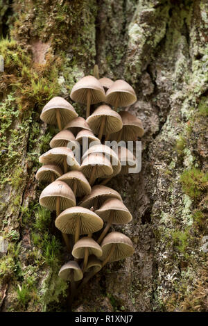 I funghi che crescono su un tronco di albero in Idaho Selkirk Mountains. Foto Stock