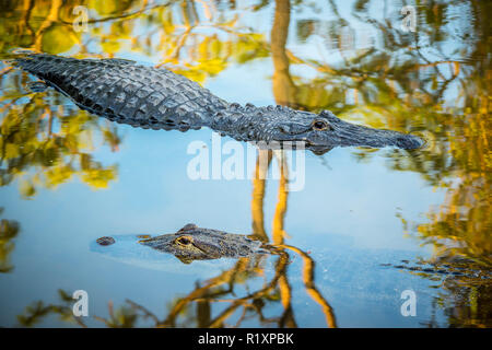 Un grande coccodrillo americano in Orlando Florida Foto Stock