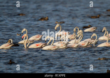 Fenicottero rosa Phoenicopterus roseus Strandfontein zone umide, Cape Town, Sud Africa 4 settembre 2018 adulti e piscina Immatures. Phoe Foto Stock