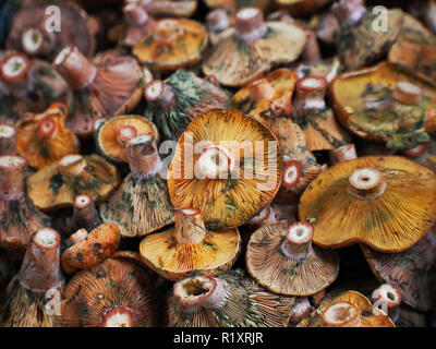 I funghi sul mercato. I funghi freschi. Foto Stock