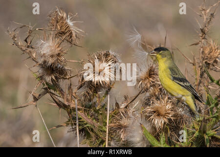 Una minore cardellino (Spinus psaltria) alimenta sui semi di un asciutto thistle impianto in California. Foto Stock